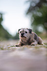 lying Border Terrier