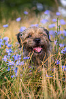 Border Terrier Portrait