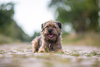 lying Border Terrier