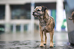 standing Border Terrier