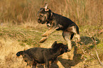 Border Terrier Puppies