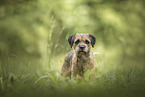 Border Terrier in the grass