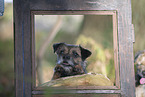 Border Terrier