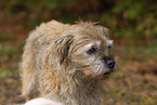 Border Terrier Portrait