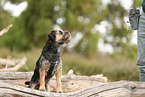 Border Terrier in summer