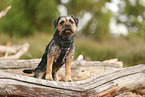 Border Terrier in summer