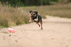 Border Terrier in summer