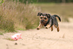 Border Terrier in summer