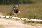 Border Terrier in summer