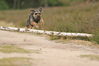 Border Terrier in summer