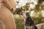 pregnant woman and Border Terrier