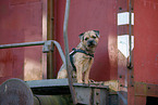 adult Border Terrier