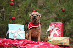 adult Border Terrier