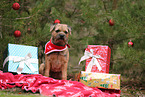 adult Border Terrier