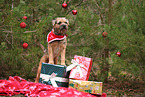 adult Border Terrier