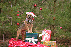 adult Border Terrier