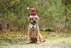 adult Border Terrier