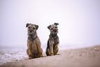 Border Terrier