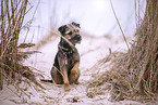 Border Terrier