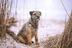 Border Terrier