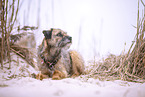 Border Terrier