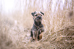 Border Terrier