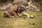 Border Terrier puppy