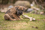 Border Terrier puppy