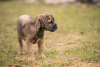 Border Terrier puppy