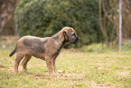 Border Terrier puppy