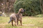 Border Terrier puppy