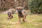 Border Terrier puppy