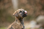 Border Terrier puppy