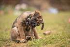 Border Terrier puppy