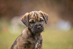 Border Terrier puppy