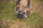 Border Terrier puppy