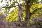 Border Terrier