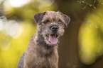 Border Terrier