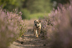 Border Terrier