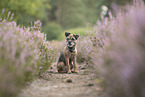 Border Terrier