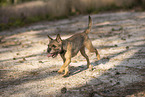 Border Terrier