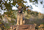 Border Terrier