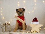 Border Terrier in christmas decoration