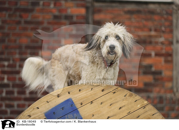 Borderdoodle / KB-18049