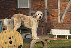 Borderdoodle