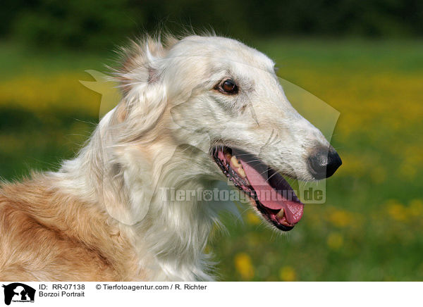 Barsoi Portrait / Borzoi Portrait / RR-07138