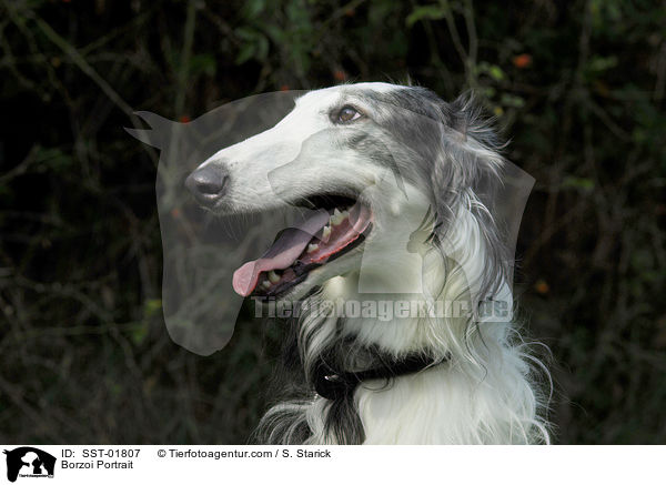 Barsoi Portrait / Borzoi Portrait / SST-01807