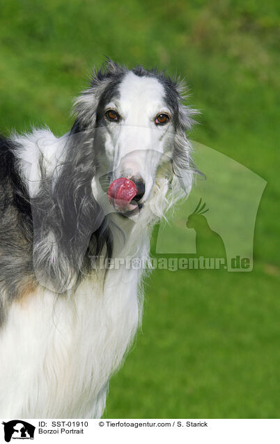 Barsoi Portrait / Borzoi Portrait / SST-01910