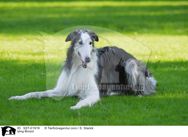 liegender Barsoi / lying Borzoi / SST-01916