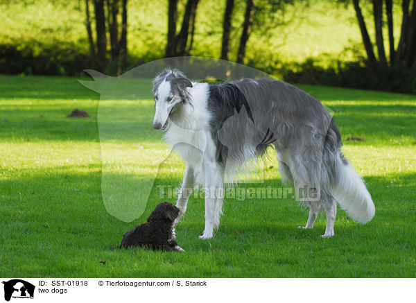 zwei Hunde / two dogs / SST-01918